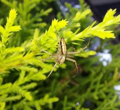 Oxyopes