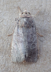 Orthodes majuscula