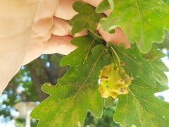 Andricus quercuscalicis