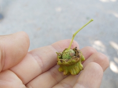 Andricus quercuscalicis