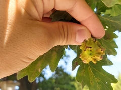 Andricus quercuscalicis