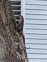 Leiocephalus carinatus