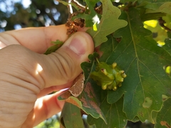 Andricus quercuscalicis