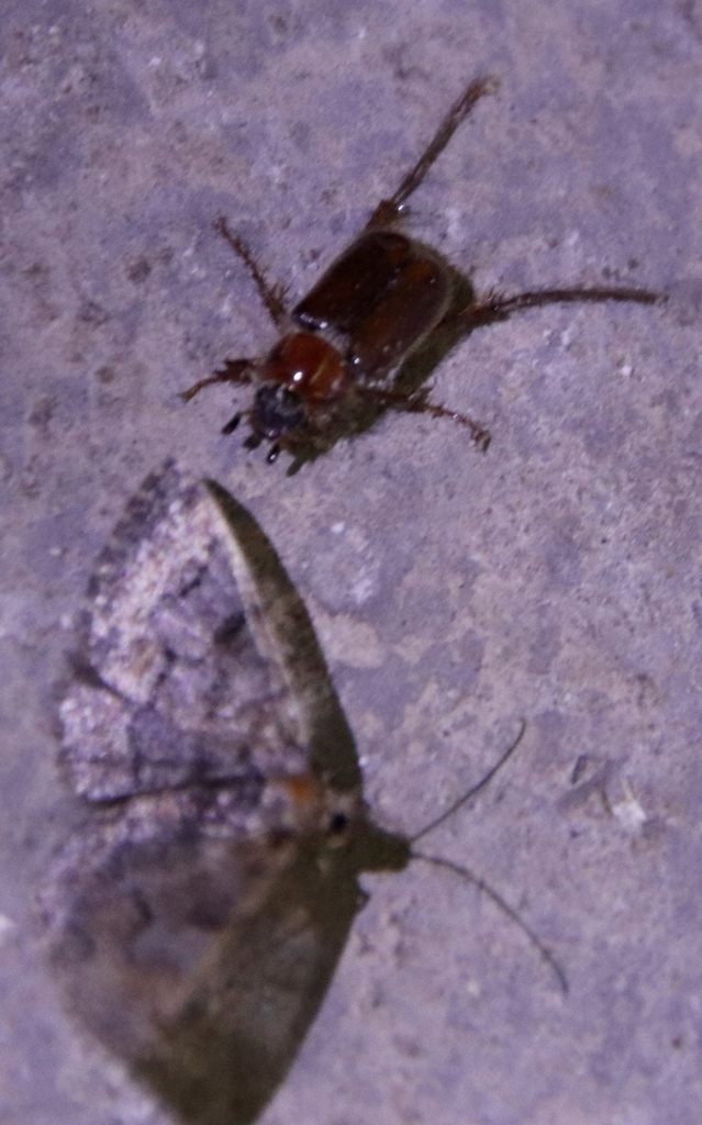 Scapanoclypeus