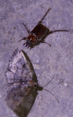 Scapanoclypeus