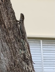 Leiocephalus carinatus