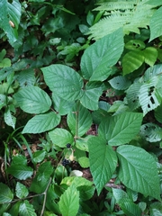 Rubus hirtus