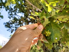 Andricus quercuscalicis