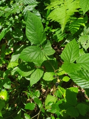 Rubus hirtus