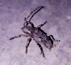 Hecyromorpha plagicollis
