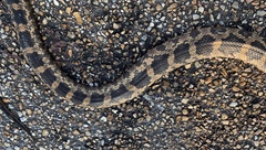 Pantherophis obsoletus