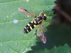 Xanthogramma
