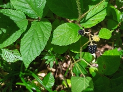 Rubus hirtus
