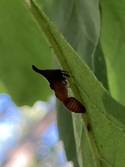 Enchenopa binotata