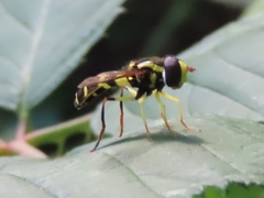Xanthogramma