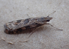 Nomophila nearctica