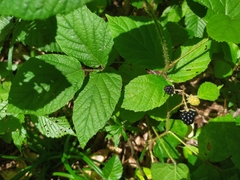 Rubus hirtus