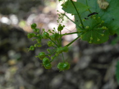 Smyrnium perfoliatum