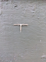 Hellinsia homodactylus