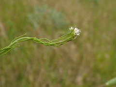 Arabis hirsuta