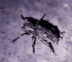 Hecyromorpha plagicollis