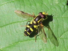 Xanthogramma