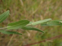 Arabis hirsuta