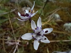 Wurmbea dioica