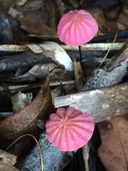 Marasmius haematocephalus