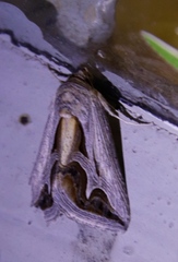 Cuneisigna rivulata
