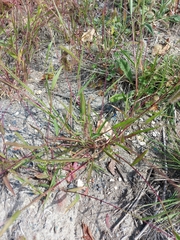 Setaria verticillata