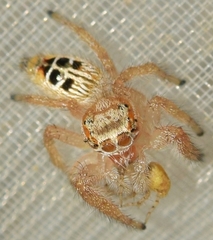 Thyene imperialis