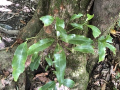 Beilschmiedia erythrophloia