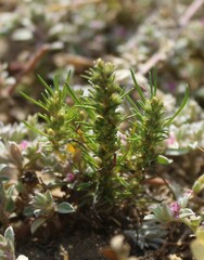 Ifloga anomala
