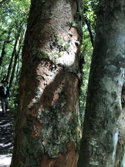 Beilschmiedia erythrophloia