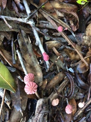 Marasmius haematocephalus