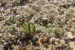 Ifloga anomala