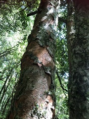 Beilschmiedia erythrophloia