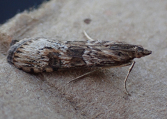 Nomophila nearctica