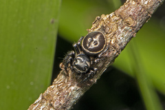 Zenodorus orbiculatus