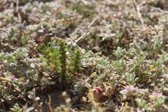 Ifloga anomala
