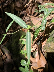 Gardneria multiflora