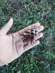 Strobilurus tenacellus