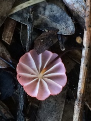 Marasmius haematocephalus