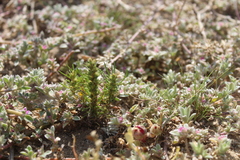 Ifloga anomala