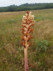 Orobanche amethystea amethystea