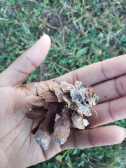 Strobilurus tenacellus