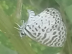Leptotes cassius