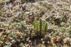 Ifloga anomala