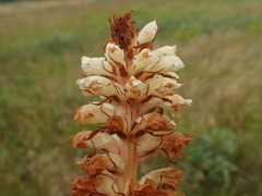 Orobanche amethystea amethystea